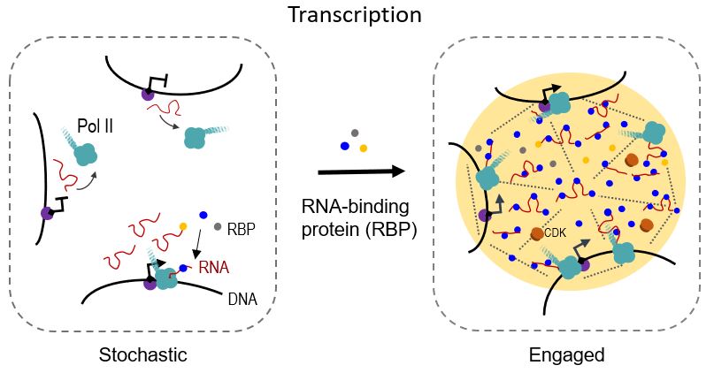 20211218-RBP in transcription regulation--гɹ.jpg